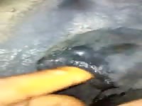 Hardcore beastiality with a black animal