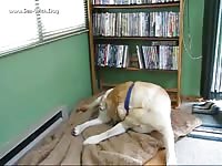 Free dog porn in the living room