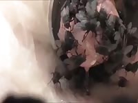 Pink cock is surrounded by flies insect porn