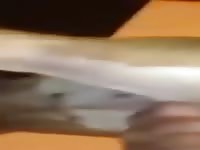 K9 fuck with a horny gay