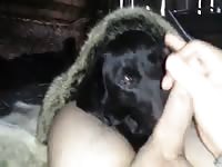 Sucking a man's big cock homemade beastiality