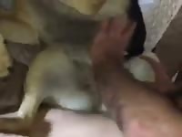 Missionary fuck with a pet k9