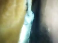 Horny gay screws an animal xxx