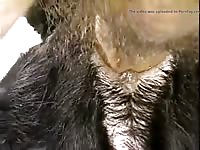 Black k9 sex with a matured man