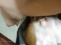 Pornbraze man fucks a dog's pussy