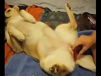 Cute dog got manhandled by gay beast