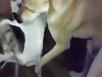 Man have threesome with dog