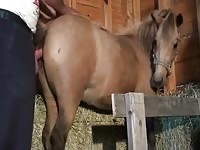 Mare's pussy got fucked by zoofilia lover