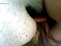 Animal horse porn with gay