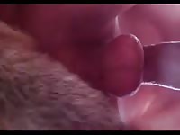 Animal sex movies of dog and pet owner