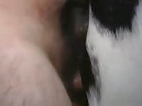 White mare on beastiality porn film
