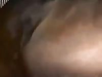 Beastiality porn film of mare getting fucked