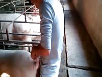 Pig care taker on pig porn