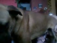Brown dog receives animal anal