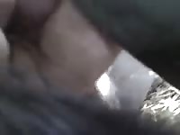 Dog's zoopussy got fisted
