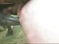 Horse as an animal sex toy of gay