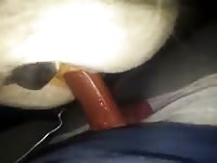 White horse got fucked by beastiality lover