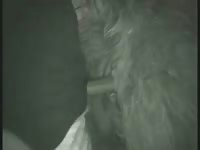 Furry mare beastiality porn late at night