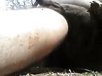 Outdoor animal porn in the woods