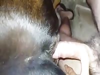 Homemade dog sex in the bed