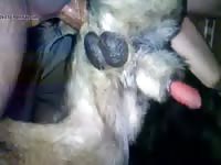 Man have threesome with dog