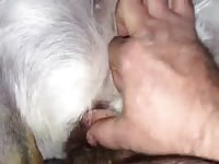 Man devirginized a dog xxx