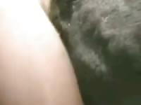 K9 dog anal sex with gay