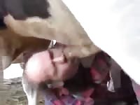 Pig porn with black pig and man