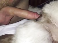 Dog getting wrecked by beastiality lover