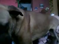 Dog got fucked in the ass beastiality porn