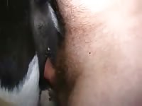 Fat dick fucking a female horse xxx