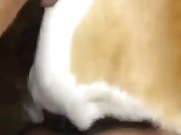 Man have threesome with dog