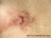 Dirty dude licks hairy dog xxx vagina