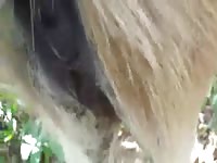 Gay have threesome with horse