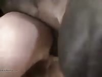Big horse dick destroyed a gay's ass