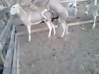 Beastiality taboo of horses in the farm