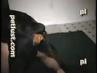 Black dog with gay on beastiality tumblr