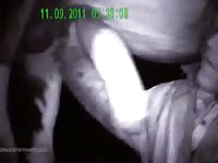 Horny gay sucking a horse dick