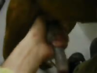 Dog pornbraze with a gay