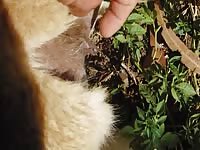 Dog porn outdoors fingering session