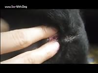 Dog handjob by a gay
