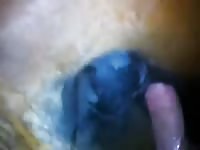 Animal anal with gay beast