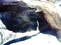 Sleeping dog on homemade beastiality