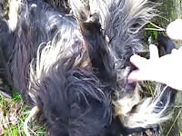 Man jacking off a dog in the woods