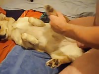 Dog enjoyed his beastie gal owner's dick