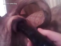 Big dildo got inserted to dog xxx ass