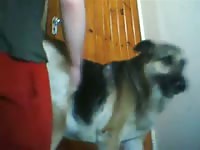 Teen animal sex with dog
