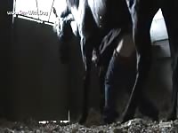 Animal sex with man and dog