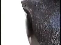 Horse creampie by a man