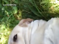White dog getting fingered by gay beast